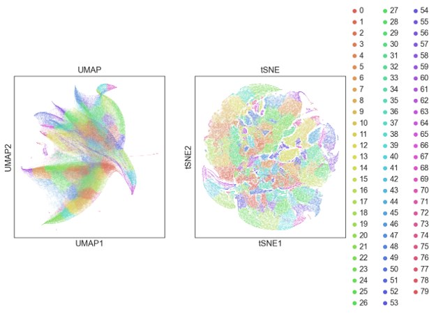 UMAP 与 t-SNE 聚类图