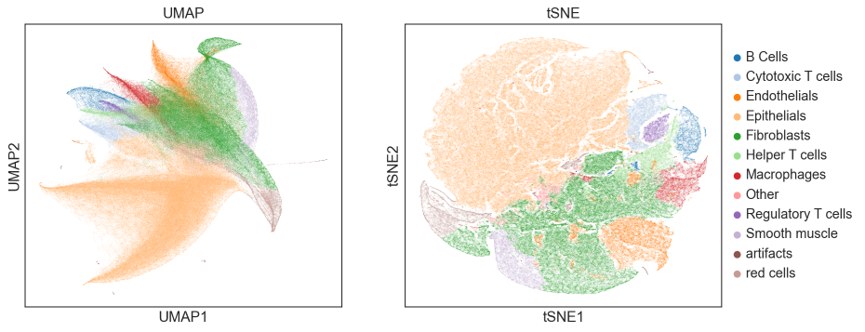 细胞表型注释后的 UMAP 与 t-SNE 图