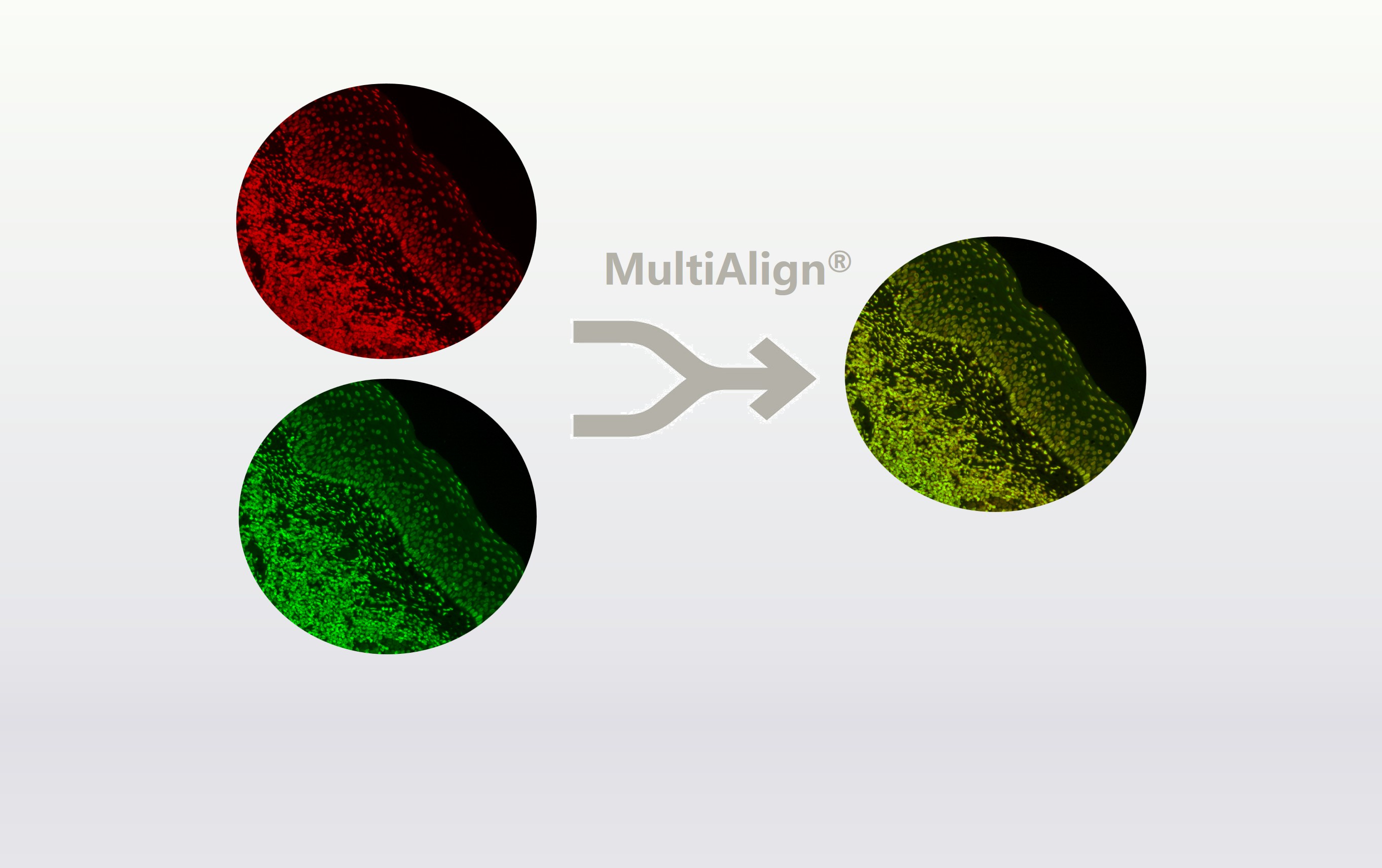MultiAlign 多色荧光图像配准软件